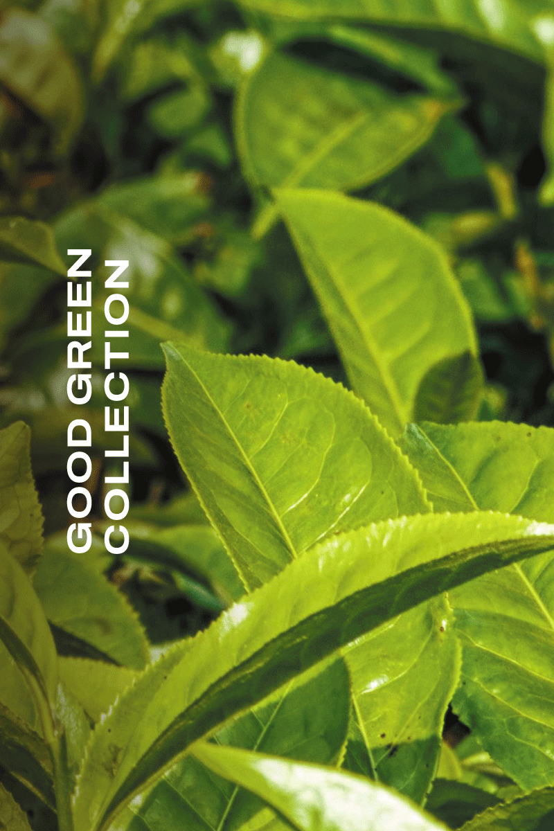 green tea ski care products for hyperpigmentation, acne, ingrown hairs, melasma, dry skin.  